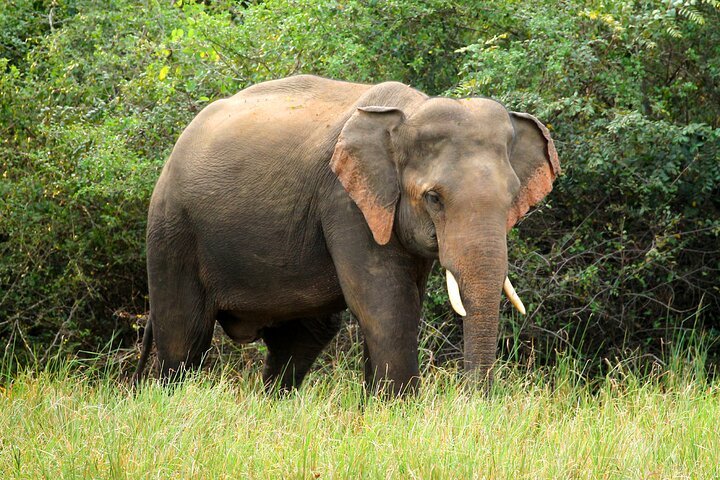 Yala National Park Half-Day Jeep Safari