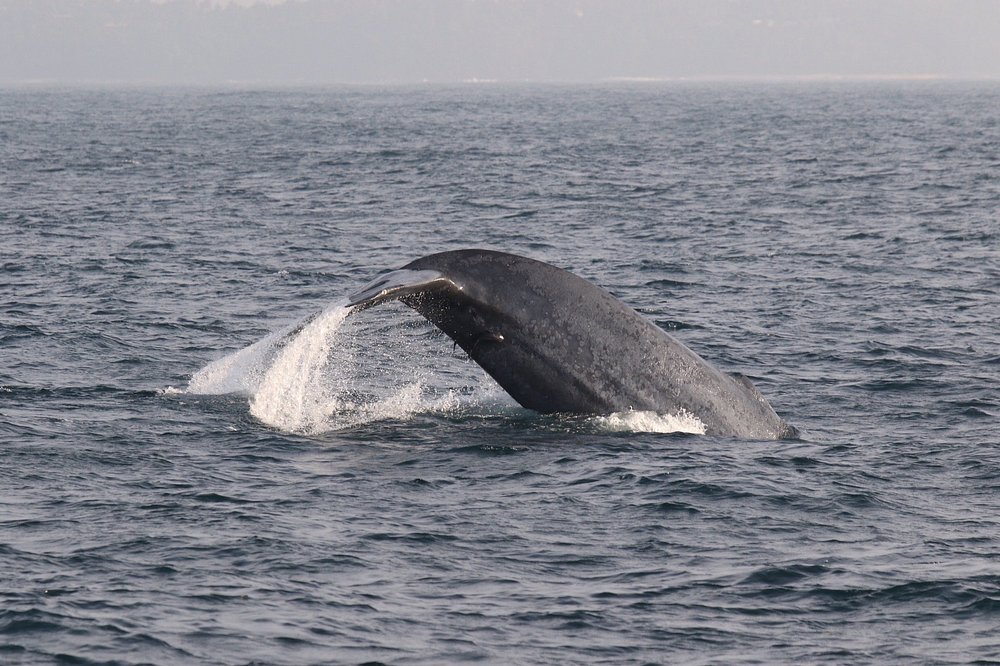 Mirissa Blue Whale & Dolphin Watching Boat Tour