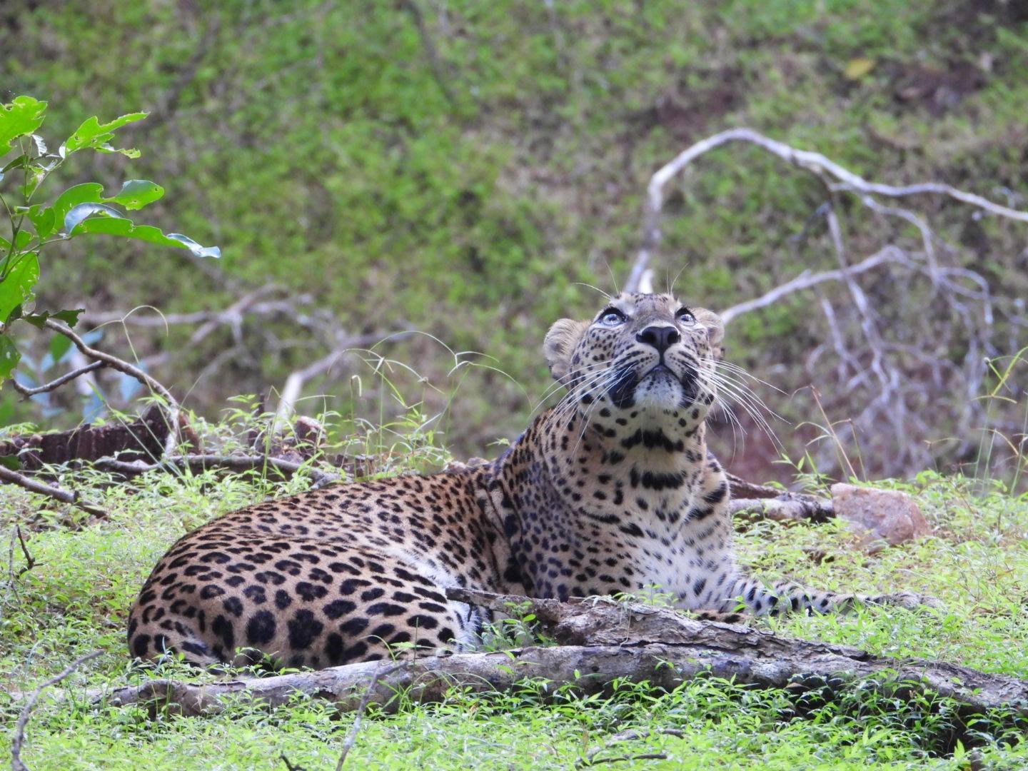 Jeep safari at Wilpattu national park - Entrance Fee Included