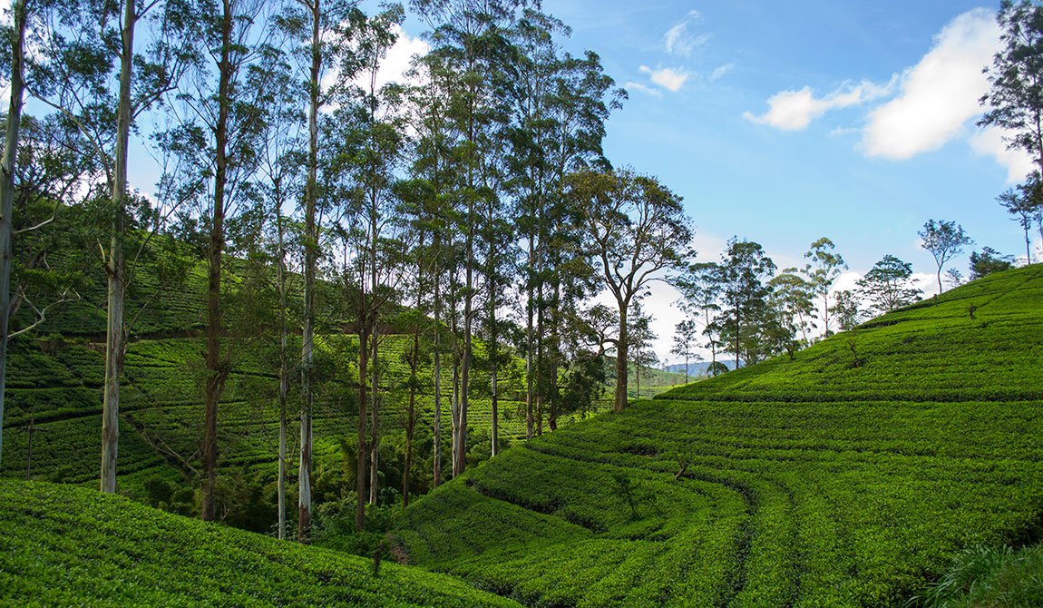 Airport to Bandarawela | Arrival Transfer