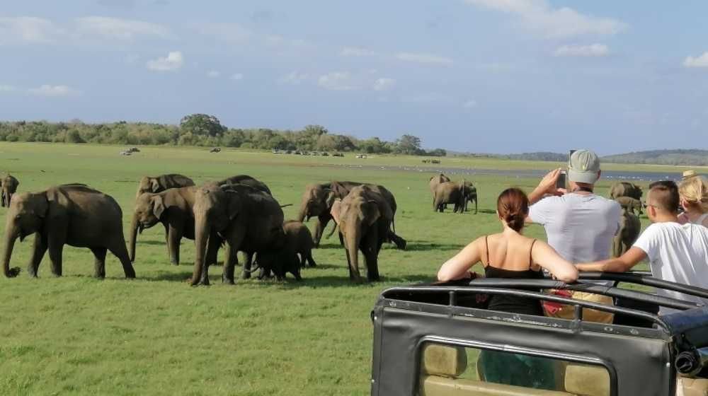 Minneriya National Park Safari - Entrance Fee Included