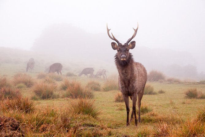 Airport to Horton Plains | Arrival Transfer