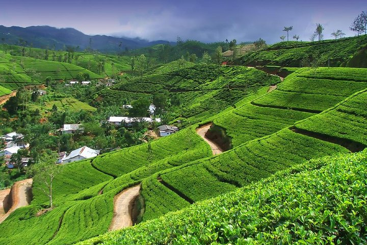 Airport to Nuwara-Eliya | Arrival Transfer