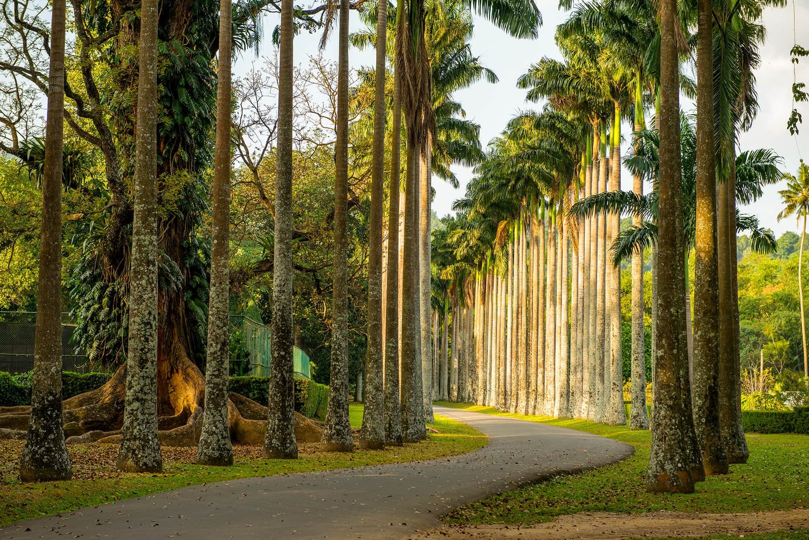 Airport to Peradeniya | Arrival Transfer