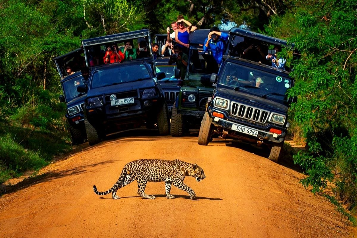 From Negombo to Wilpattu & Jeep safari at Wilpattu National park 