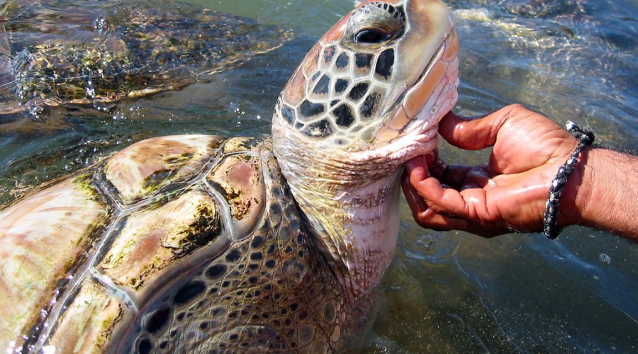 From Negombo: Galle Fort & Turtle Hatchery Tour